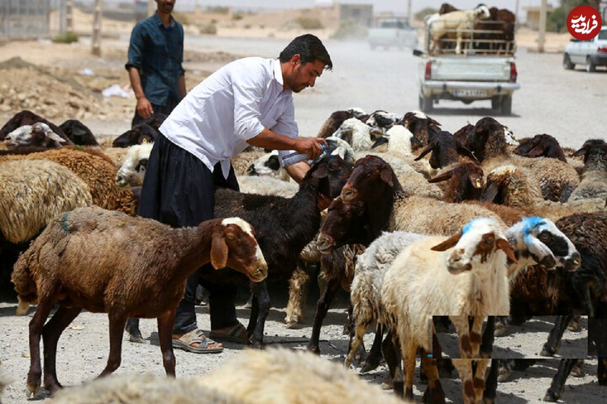 (جدول) قیمت جدید دام‌زنده ۴ اسفندماه ۱۴۰۳ اعلام شد؛ گوسفند و گوساله گران شد 