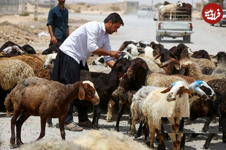 (جدول) قیمت جدید دام‌زنده ۴ اسفندماه ۱۴۰۳ اعلام شد؛ گوسفند و گوساله گران شد 