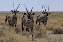 (تصاویر) زندگی دردناک تیزشاخ کالاهاری با شاخ فرو رفته در گردن