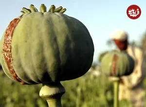 عکس| سفر به عصر قاجار؛ کشاورزان ایرانی در مزرعه خشخاش و در حال برداشت تریاک