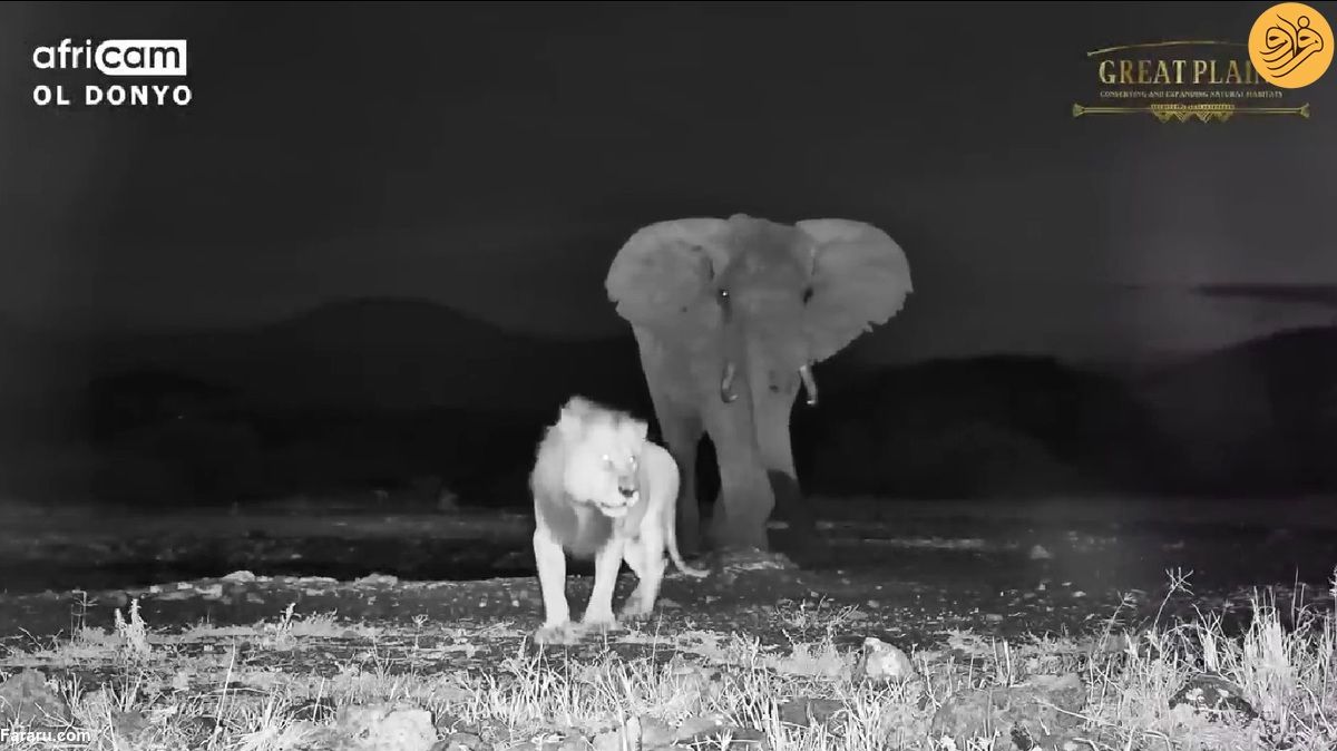 (ویدیو) فیلم حماسی دید در شب از رویارویی بین شیر نر و فیل عظیم