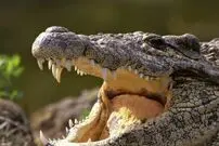 (ویدئو) بازی خطرناک کارمند باغ وحش با یک تمساح گرسنه