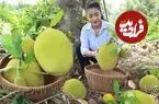 ببینید| غذای روستایی در کامبوج؛ برداشت جک فروت و پخت غذا با آن