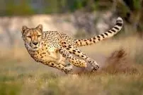 خبر بد برای زمین؛ هر۲۰ دقیقه یک گونه زنده از روی زمین محو می‌شود
