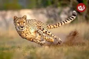 خبر بد برای زمین؛ هر۲۰ دقیقه یک گونه زنده از روی زمین محو می‌شود