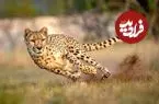 خبر بد برای زمین؛ هر۲۰ دقیقه یک گونه زنده از روی زمین محو می‌شود