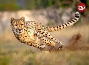 خبر بد برای زمین؛ هر۲۰ دقیقه یک گونه زنده از روی زمین محو می‌شود
