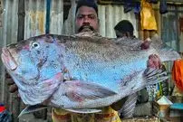 ببینید| مهارت ماهی فروش هندی در برش زدن ماهی کورالی در کنار خیابان 