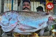 ببینید| مهارت ماهی فروش هندی در برش زدن ماهی کورالی در کنار خیابان 