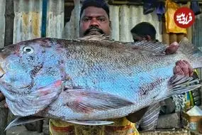 ببینید| مهارت ماهی فروش هندی در برش زدن ماهی کورالی در کنار خیابان 