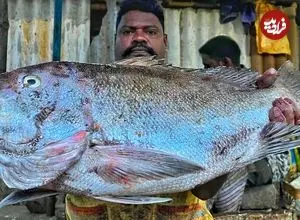 ببینید| مهارت ماهی فروش هندی در برش زدن ماهی کورالی در کنار خیابان 