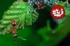 مورچه‌هایی که درمان می‌کنند؛ یک کشف خارق‌العاده در دنیای حشرات