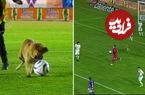 ( ویدیو) کشمکش خنده‌دار بازیکنان لیگ فوتبال مکزیک با سگ بازیگوشی که توپ را ربوده بود 