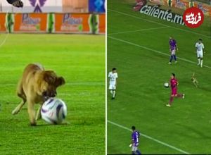 ( ویدیو) کشمکش خنده‌دار بازیکنان لیگ فوتبال مکزیک با سگ بازیگوشی که توپ را ربوده بود 