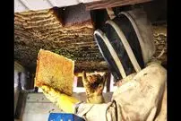 (ویدئو) کشف و برداشت بزرگترین کندوی عسل جهان در سقف یک خانه