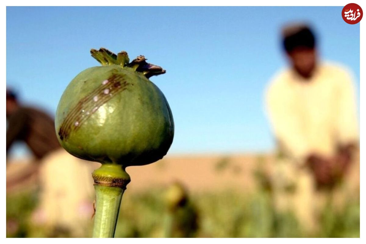 از زمان شاه ایران مجوز داشت؛ روایت دبیرکل ستاد مبارزه با مواد مخدر درباره کشت خشخاش در ایران