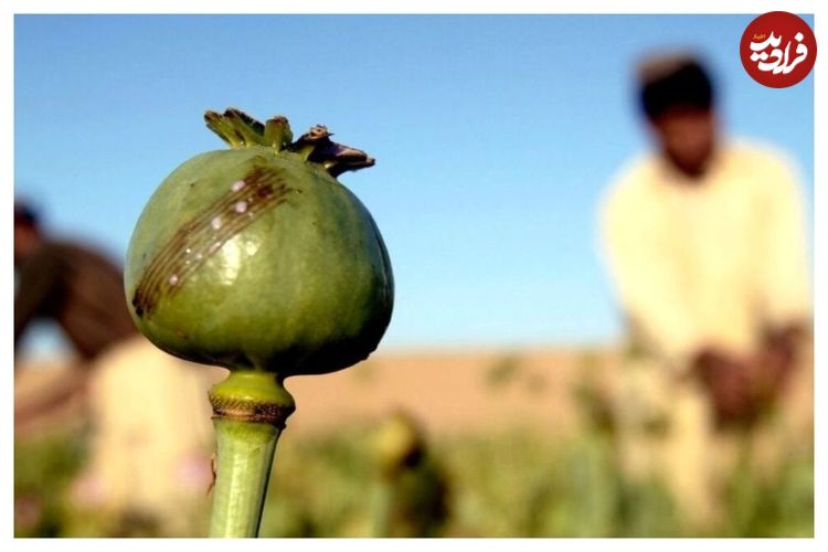 از زمان شاه ایران مجوز داشت؛ روایت دبیرکل ستاد مبارزه با مواد مخدر درباره کشت خشخاش در ایران