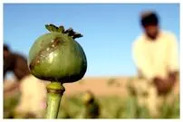 از زمان شاه ایران مجوز داشت؛ روایت دبیرکل ستاد مبارزه با مواد مخدر درباره کشت خشخاش در ایران