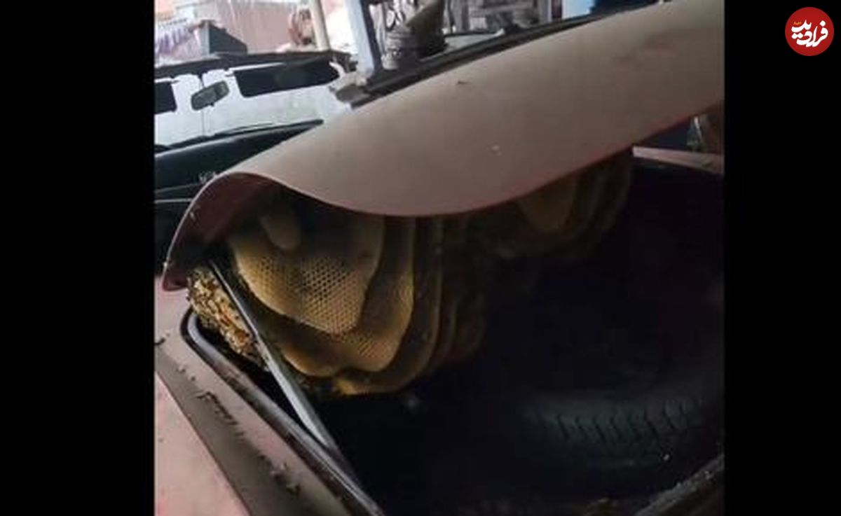 (ویدیو) کشف کندوی بزرگ عسل در صندوق ماشینی قدیمی 