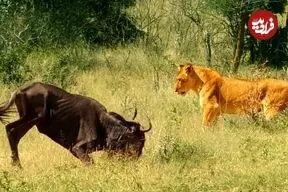 ببینید| بدشانسی «کل یالدار» در مقابل ماده شیر؛ بی هوش شدن ناموقع در برابر شکارچی!