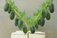 (ویدئو) چگونه در تراس و پشت بام خانه هندوانه پرورش دهیم و برداشت کنیم؟