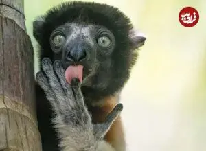 تصاویر| خنده‌دارترین لحظات حیات وحش در سال 2025