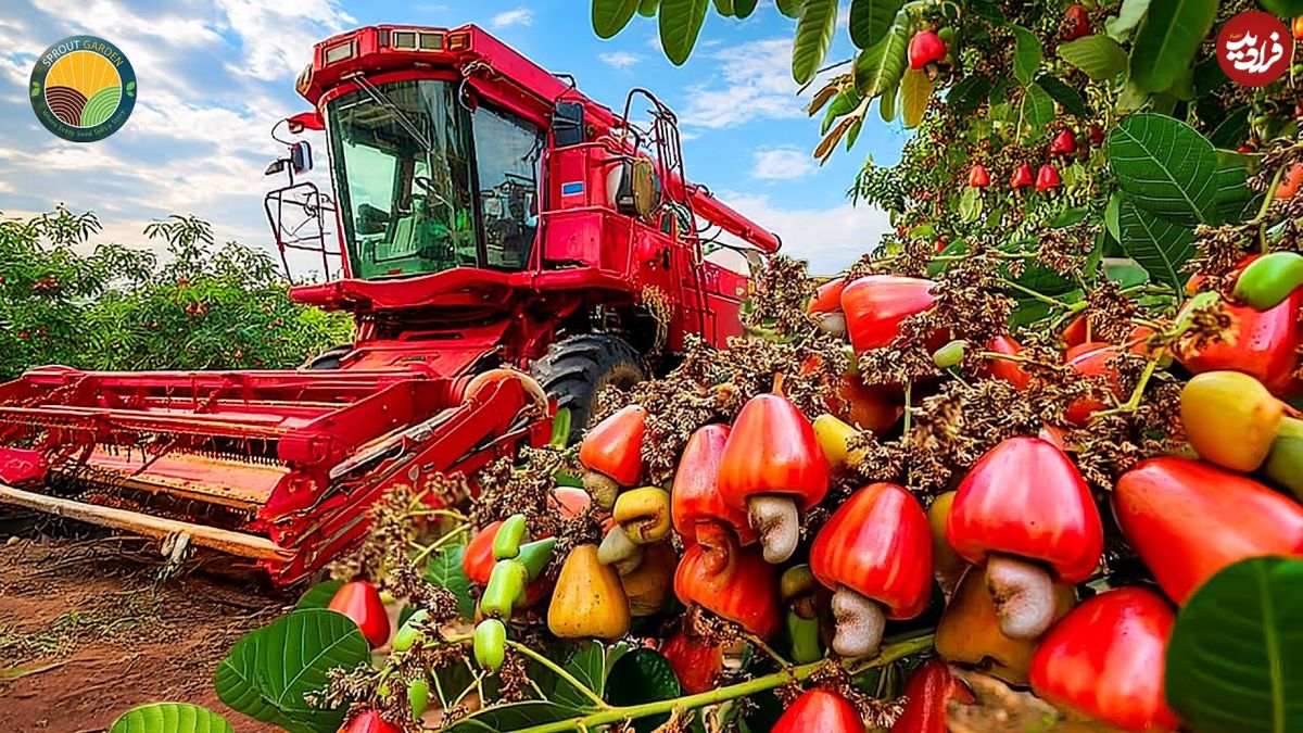 ببینید؛ مراحل دیدنی کاشت، برداشت و فرآوری بادام هندی در باغات هند
