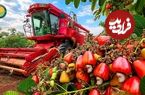 ببینید؛ مراحل دیدنی کاشت، برداشت و فرآوری بادام هندی در باغات هند 
