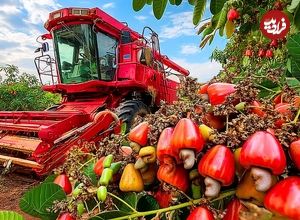 ببینید؛ مراحل دیدنی کاشت، برداشت و فرآوری بادام هندی در باغات هند 
