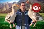 ببینید| غذای روستایی در آذربایجان؛ پخت یک خورشت سنتی با غاز
