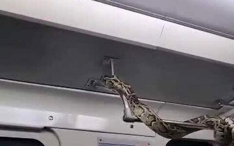 ویدئو ترسناک از پرسه زدن مار بزرگ در یک مترو