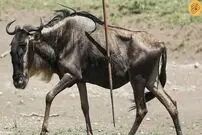 (عکس) گوزن یالدار با نیزه‌ای در بدن خود زندگی می‌کند