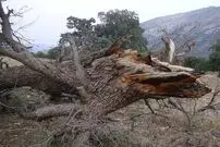 ببینید؛ فاجعه درخت‌کُشان در هرمزگان به بهانه کاهش خطر سیل!