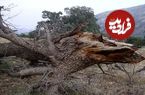 ببینید؛ فاجعه درخت‌کُشان در هرمزگان به بهانه کاهش خطر سیل!