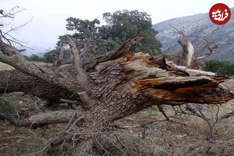 ببینید؛ فاجعه درخت‌کُشان در هرمزگان به بهانه کاهش خطر سیل!