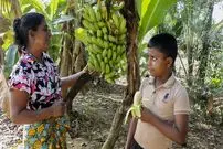 ببینید| غذای روستایی در سریلانکا؛ برداشت موز و تهیه دسر و کیک با آن در روستا