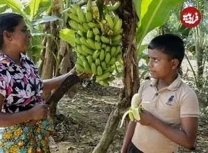 ببینید| غذای روستایی در سریلانکا؛ برداشت موز و تهیه دسر و کیک با آن در روستا