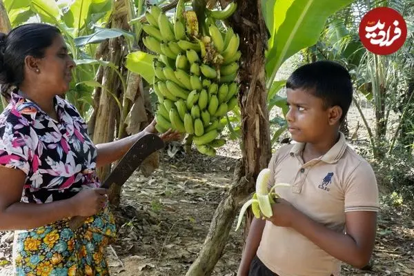 ببینید| غذای روستایی در سریلانکا؛ برداشت موز و تهیه دسر و کیک با آن در روستا