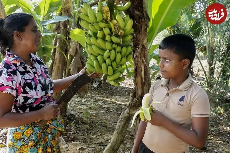 ببینید| غذای روستایی در سریلانکا؛ برداشت موز و تهیه دسر و کیک با آن در روستا