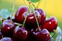 اثربخشی بهتر از کدئین با این میوه فصل