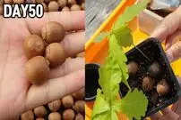 (ویدئو) چگونه در گلدان «فندق» پرورش دهیم و فندق برداشت کنیم؟