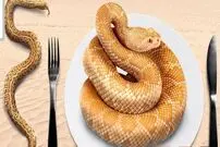 پرورش راحت مار با طعمی شبیه گوشت مرغ؛ چرا کارشناسان مصرف گوشت مار را توصیه می کنند؟ 