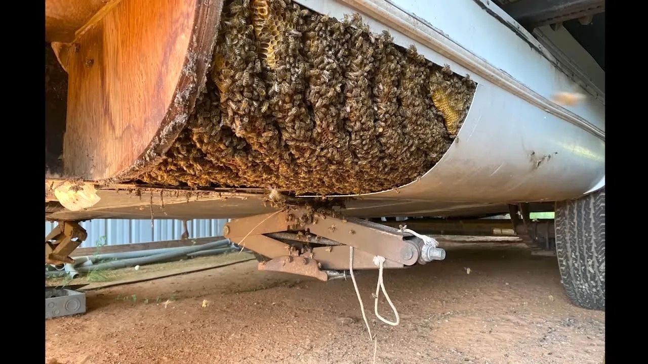 (ویدئو) کشف و استخراج یک کندوی عسل 46 کیلوگرمی از محفظه زیر کاروان قدیمی