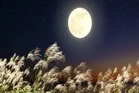 کاشت برنج در خاک ماه؛ نوآوری جدید ژاپنی‌ها