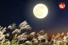 کاشت برنج در خاک ماه؛ نوآوری جدید ژاپنی‌ها