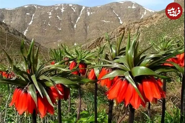تصاویر| دشت لاله های واژگون دیمه