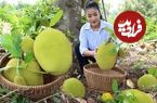 ببینید؛ غذای روستایی در چین؛ برداشت جک فروت و تهیه غذا با آن