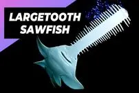 ببینید| اره ماهی دراز دندان؛ ماهی شگفت انگیزی که اره ای برای شکار دارد!