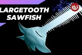 ببینید| اره ماهی دراز دندان؛ ماهی شگفت انگیزی که اره ای برای شکار دارد!