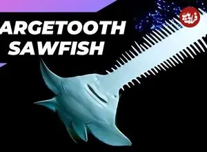 ببینید| اره ماهی دراز دندان؛ ماهی شگفت انگیزی که اره ای برای شکار دارد!